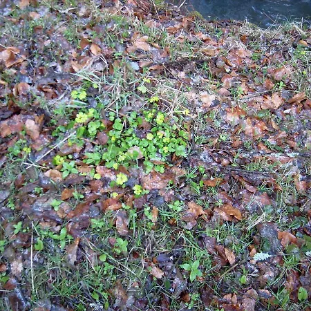 In 3121 Apartman Rabenau